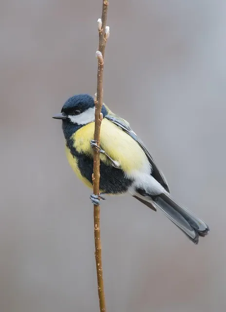 구형 휴대폰 모토로라 킥슬라이드폰 Z8M 완벽 복고 가이드_6