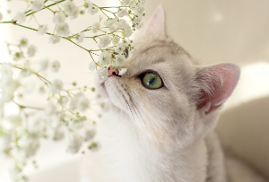 꽃냄새를 맡는 고양이