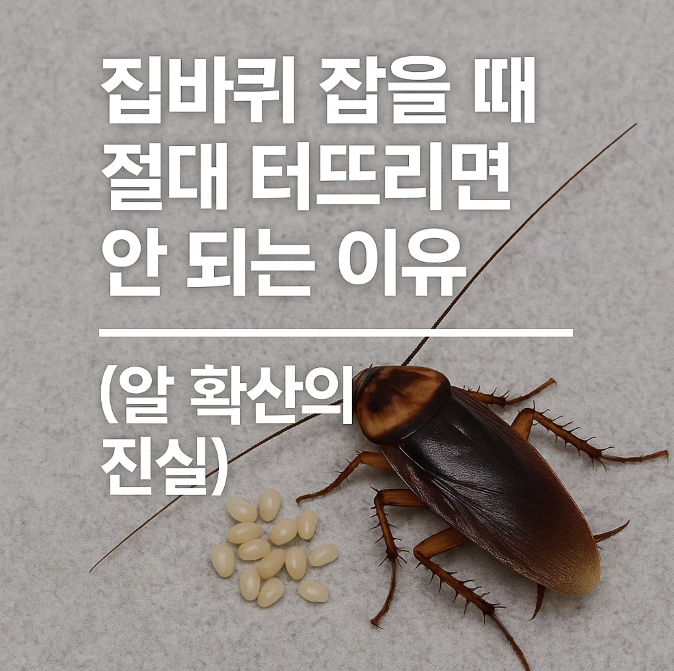 집바퀴 잡을 때 절대 터뜨리면 안 되는 이유 (알 확산의 진실)