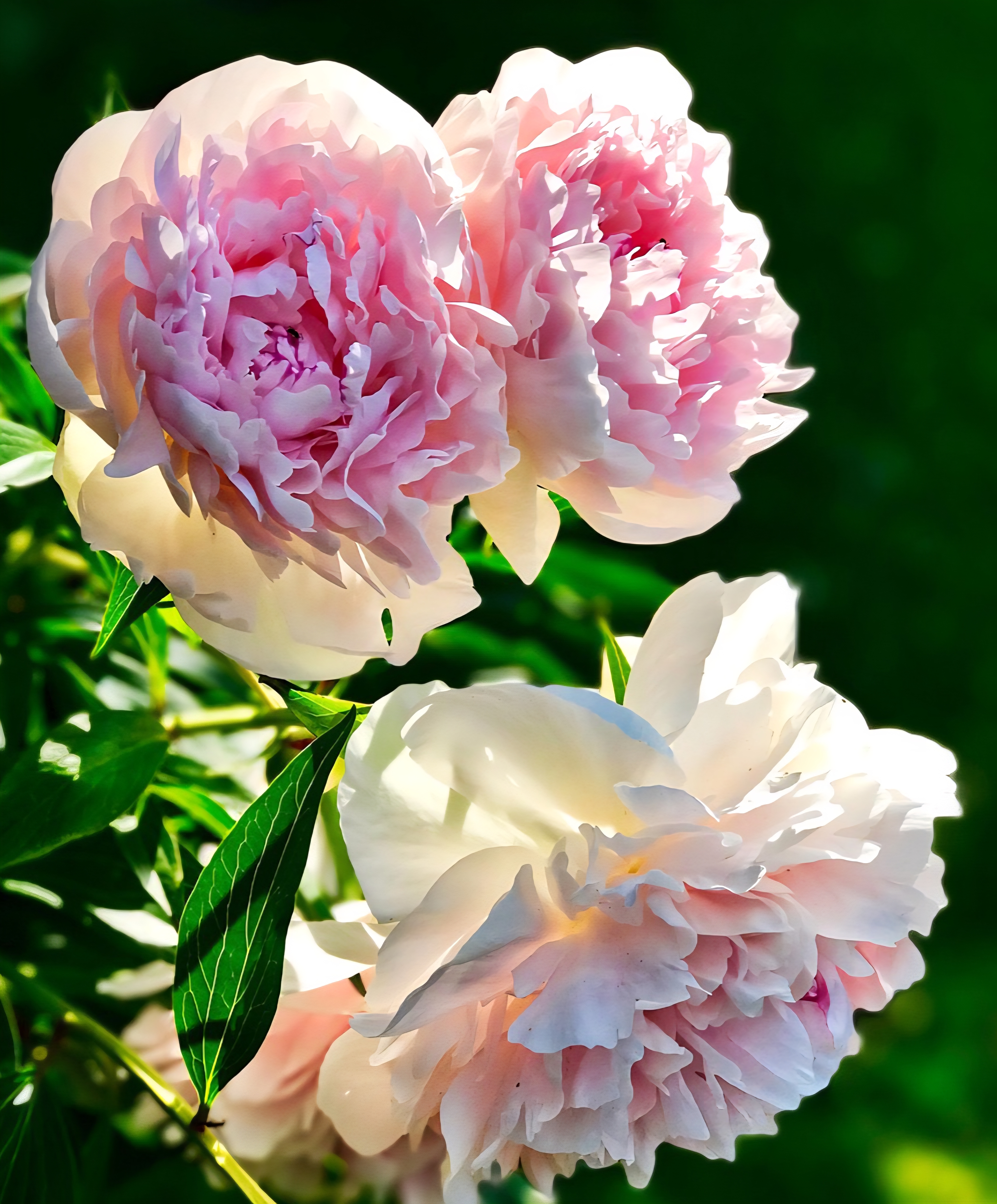 화려한 꽃잎을 지닌 모란꽃 사진