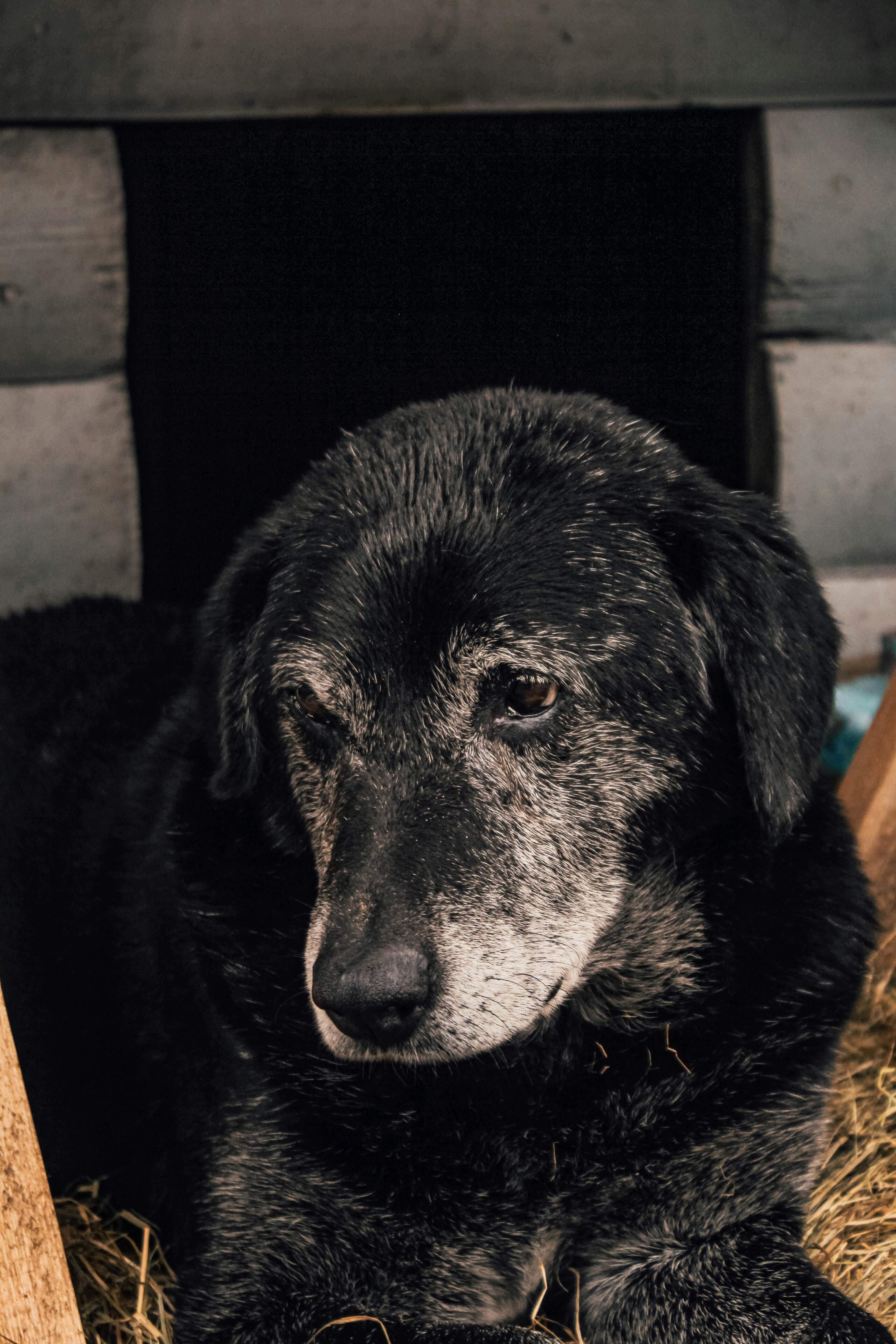 노령견 보험&amp;#44; 지금 가입해도 될까 가입제한&middot;보장차이 2025 완전 정리