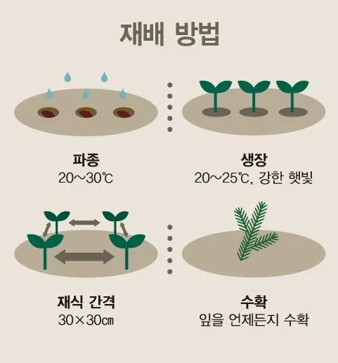 로즈마리 재배 삽목 번식 배수성 좋은 흙 관리_1