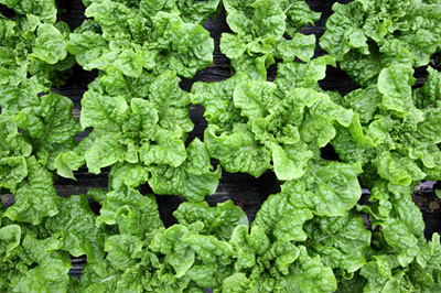 청상추 밭 사진