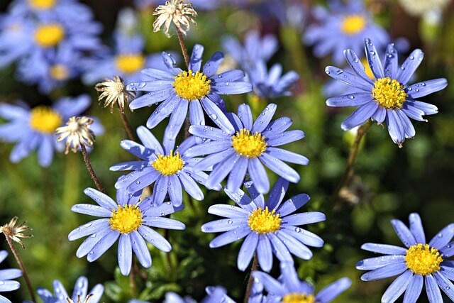 마가렛 꽃&amp;#44; 마가렛 꽃말