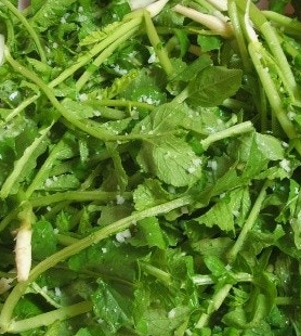 쑥갓의 효능 부작용 고르는법 칼로리 꽃