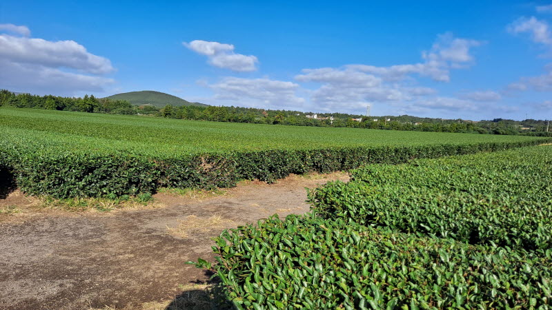 제주여행_성읍녹차마을