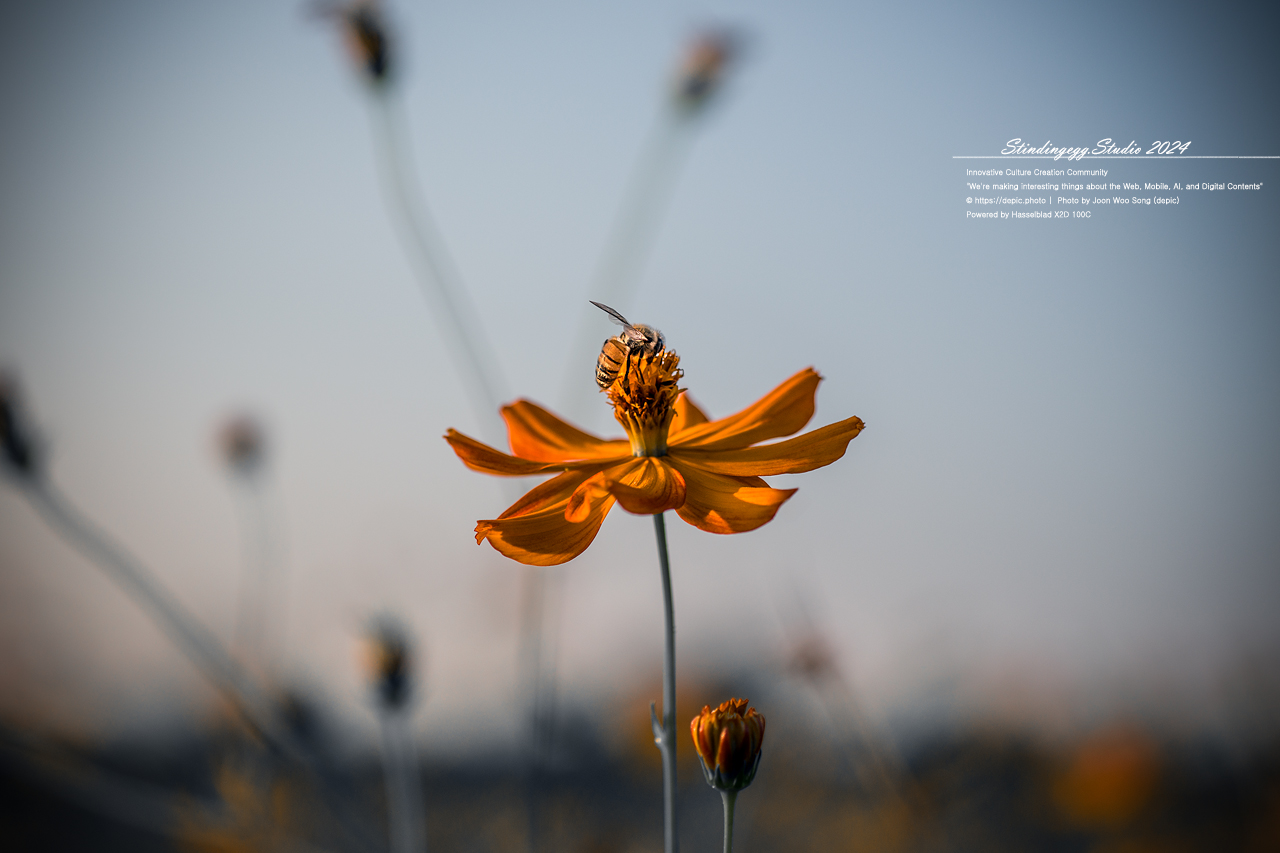 #증평 #증평군농업기술센터 #코스모스 #가을