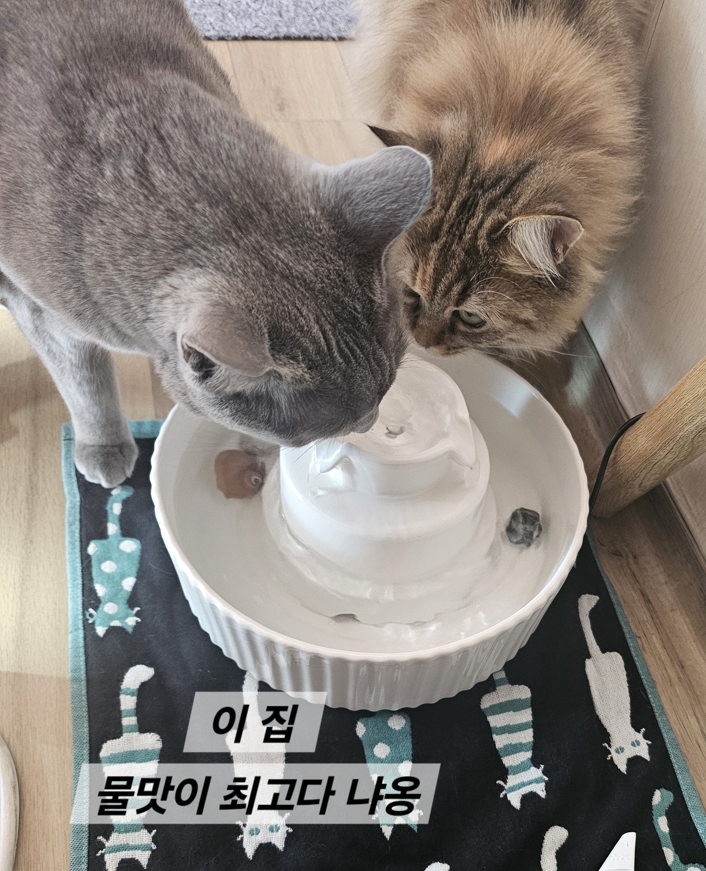 만성 신부전