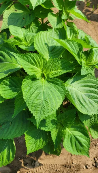 중부지방 들깨 파종시기 및 재배법 농사 팁 정리_11