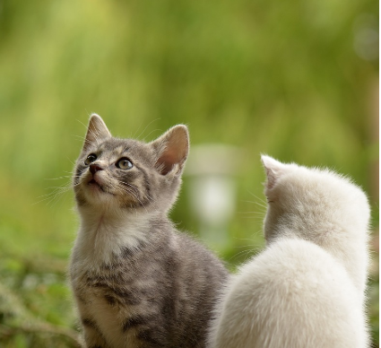 고양이 행동 분석사 (동물심리, 자격과정, 수익)