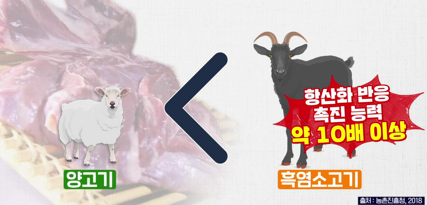 흑염소 효능