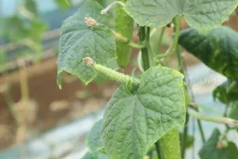 오이 재배 유인 방법 곁순 정리 수분 관리_10