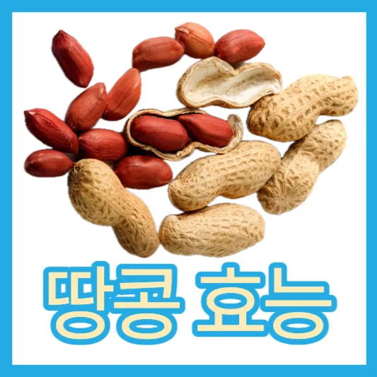 단백질 고단백 땅콩의 효능 땅콩 칼로리 땅콩 하루 섭취량 정리