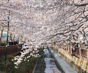 벚꽃으로유명한여행지