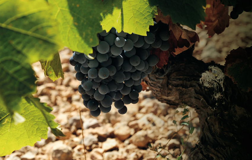 모나스트렐(Monastrell)