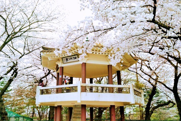 봄 나들이 벚꽃