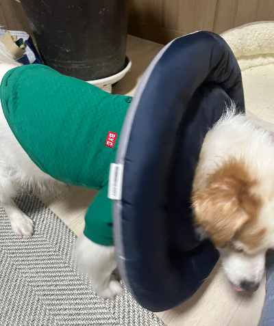 슬개골 건강 관리 Q&amp;A