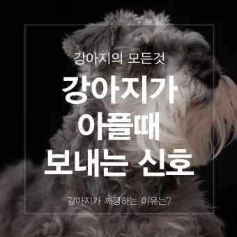 강아지 아플 때 증상 10가지 주의해야 할 건강 신호_11
