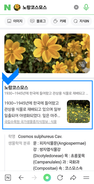 검색결과 노랑코스모스로 나온 모습