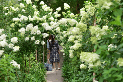 형형색색 남도수국축제 총정리
