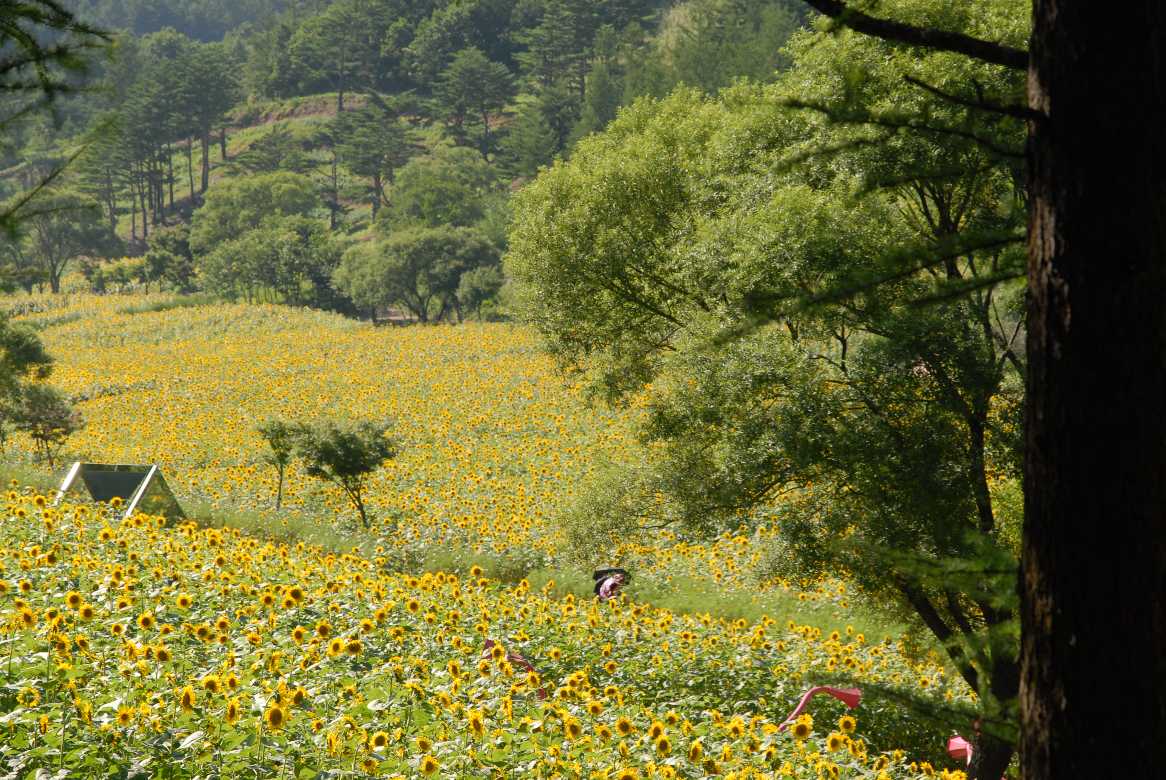 구와우마을 해바라기 축제