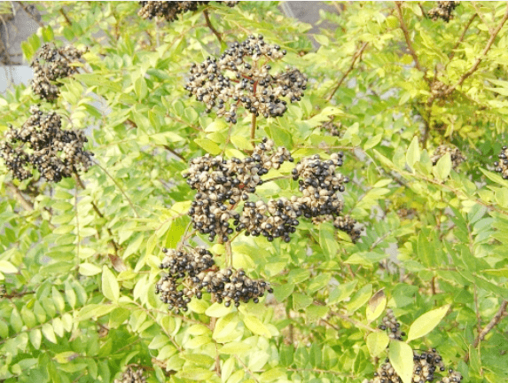 나무에-달린-산초