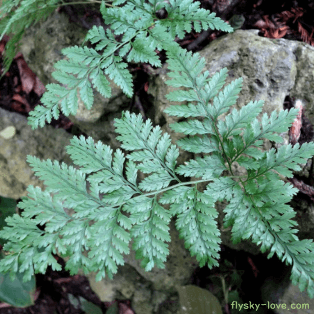 골쇄보 (넉줄고사리)