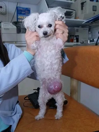 강아지 몸에 혹 악성종양 구분 세포검사 후기 사례집_10