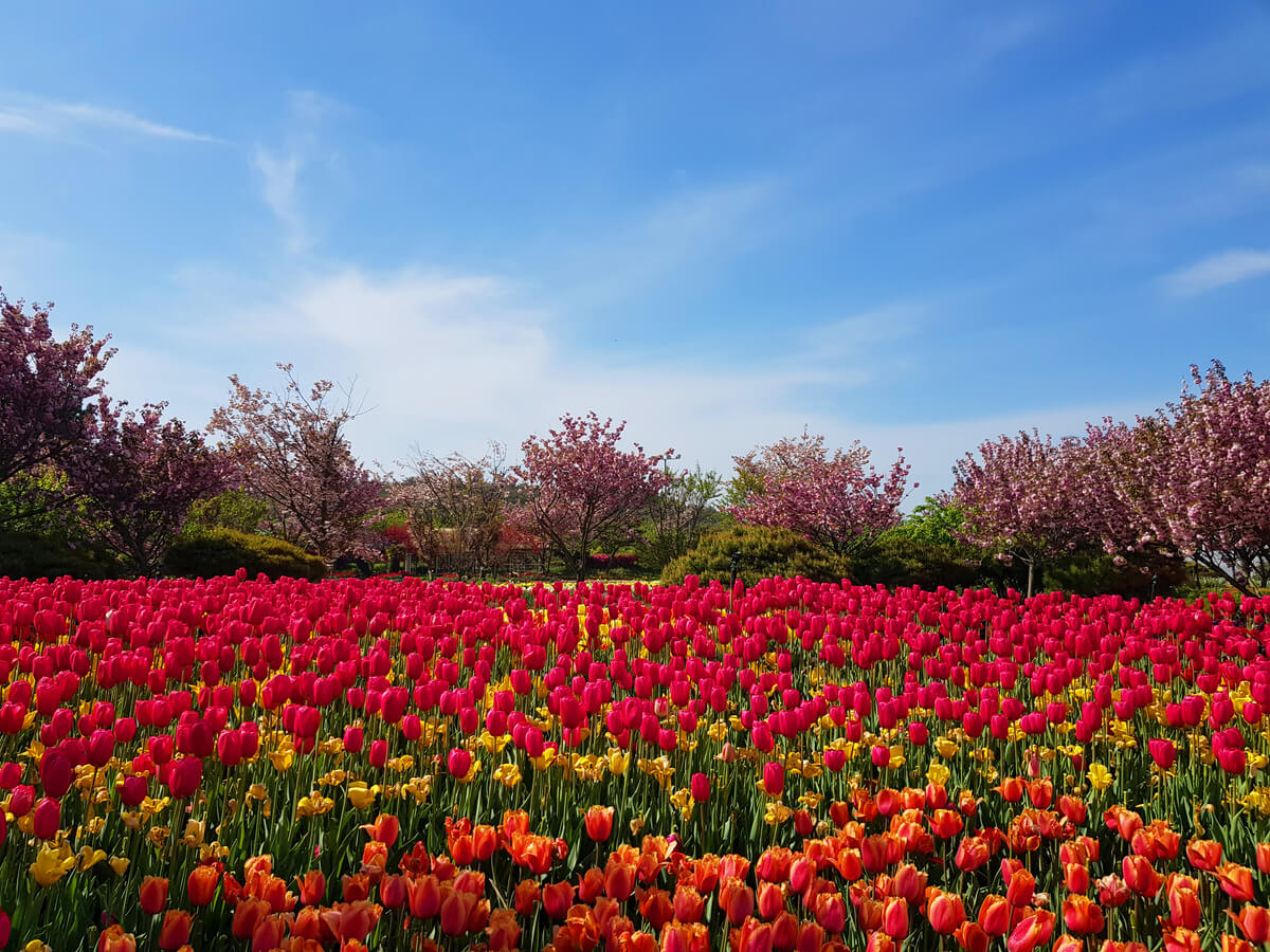 태안 튤립축제