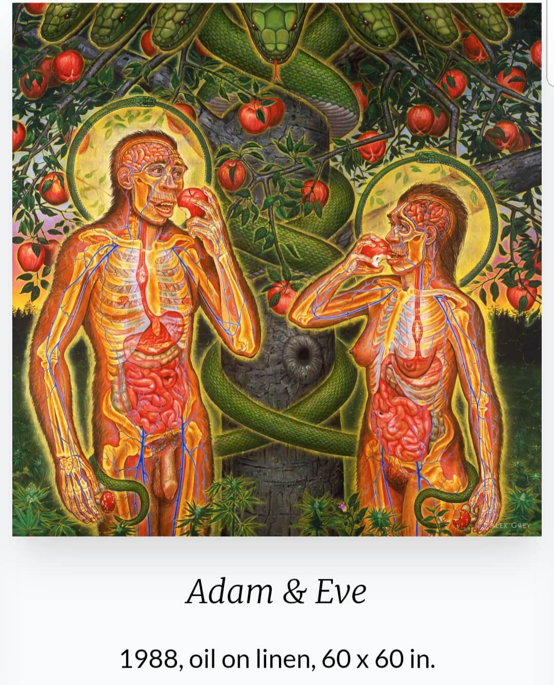 Alex Grey (1953 ~ ) 작품
'Adam &amp; Eve'