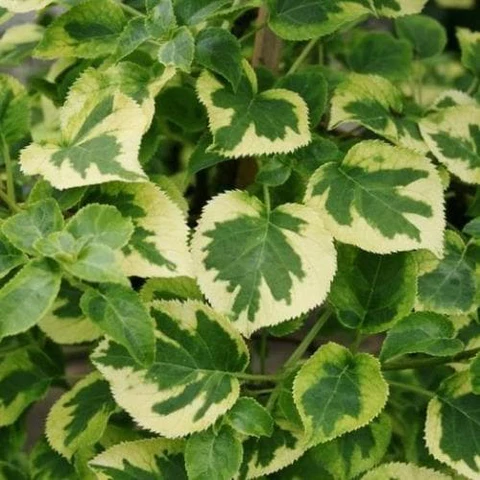 등수국 변종중 하나인 미란다 테두리가 인상적이다.