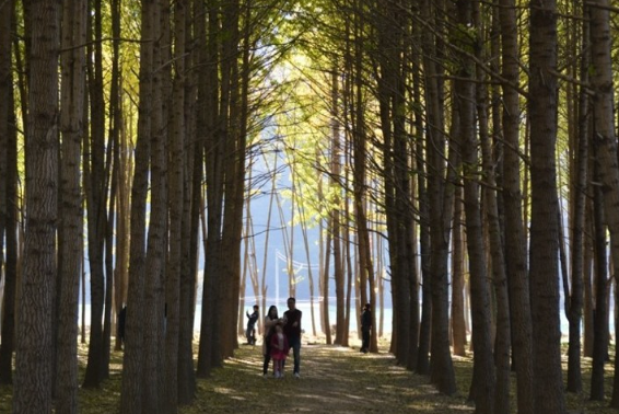 도리마을 은행나무숲