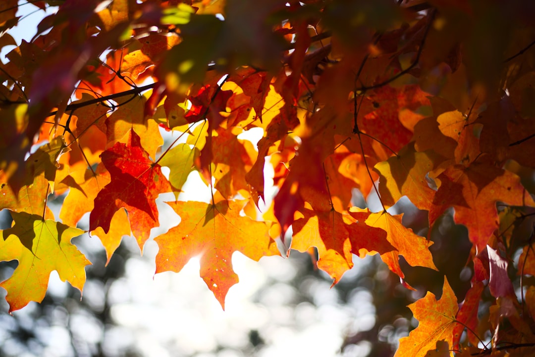 Seasonal transition