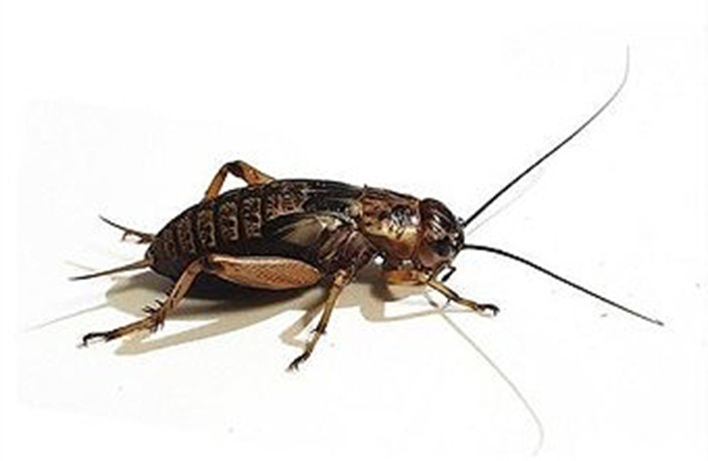 서귀포 강정동 귀뚜라미