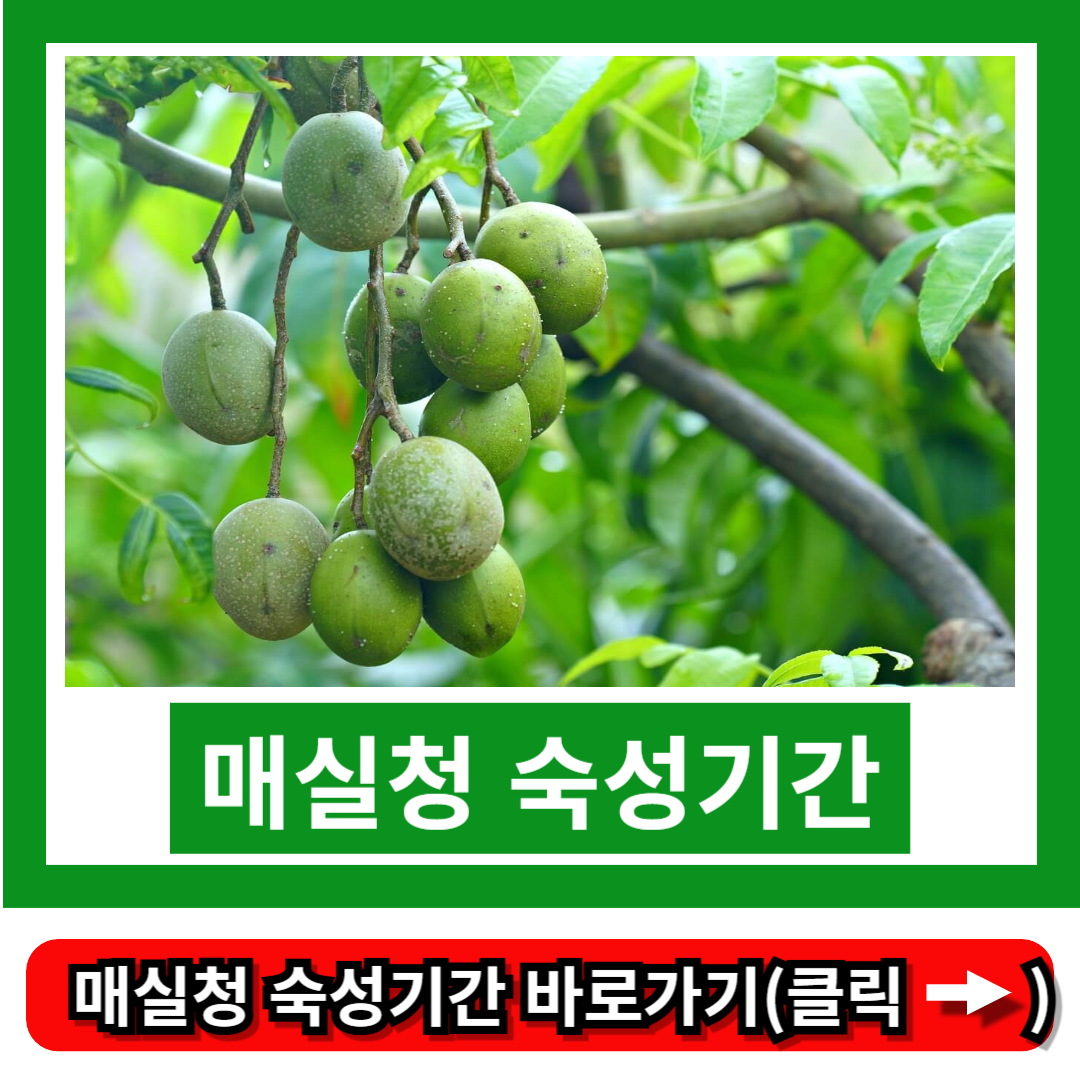 매실청 숙성기간