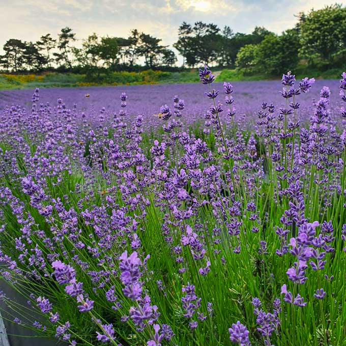 고창 청농원 라벤더 가든