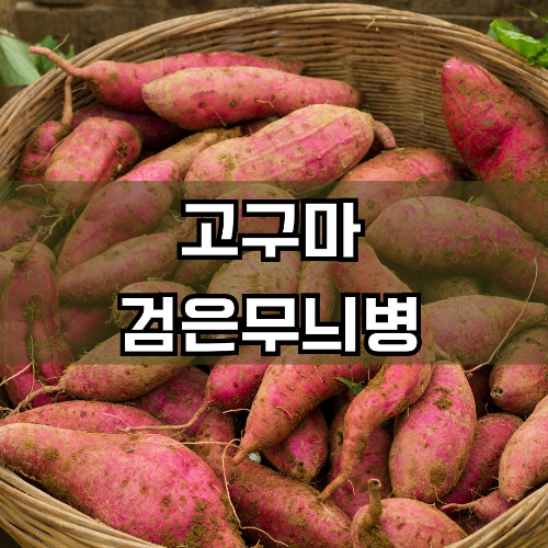 고구마 검은무늬병