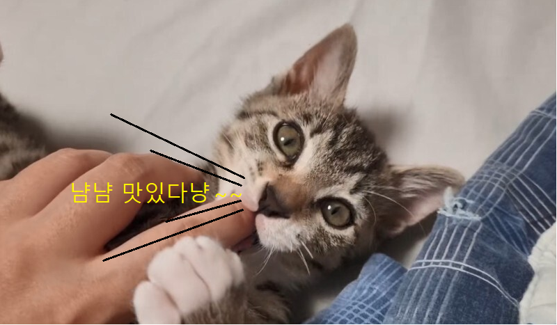 무는 고양이 이미지2