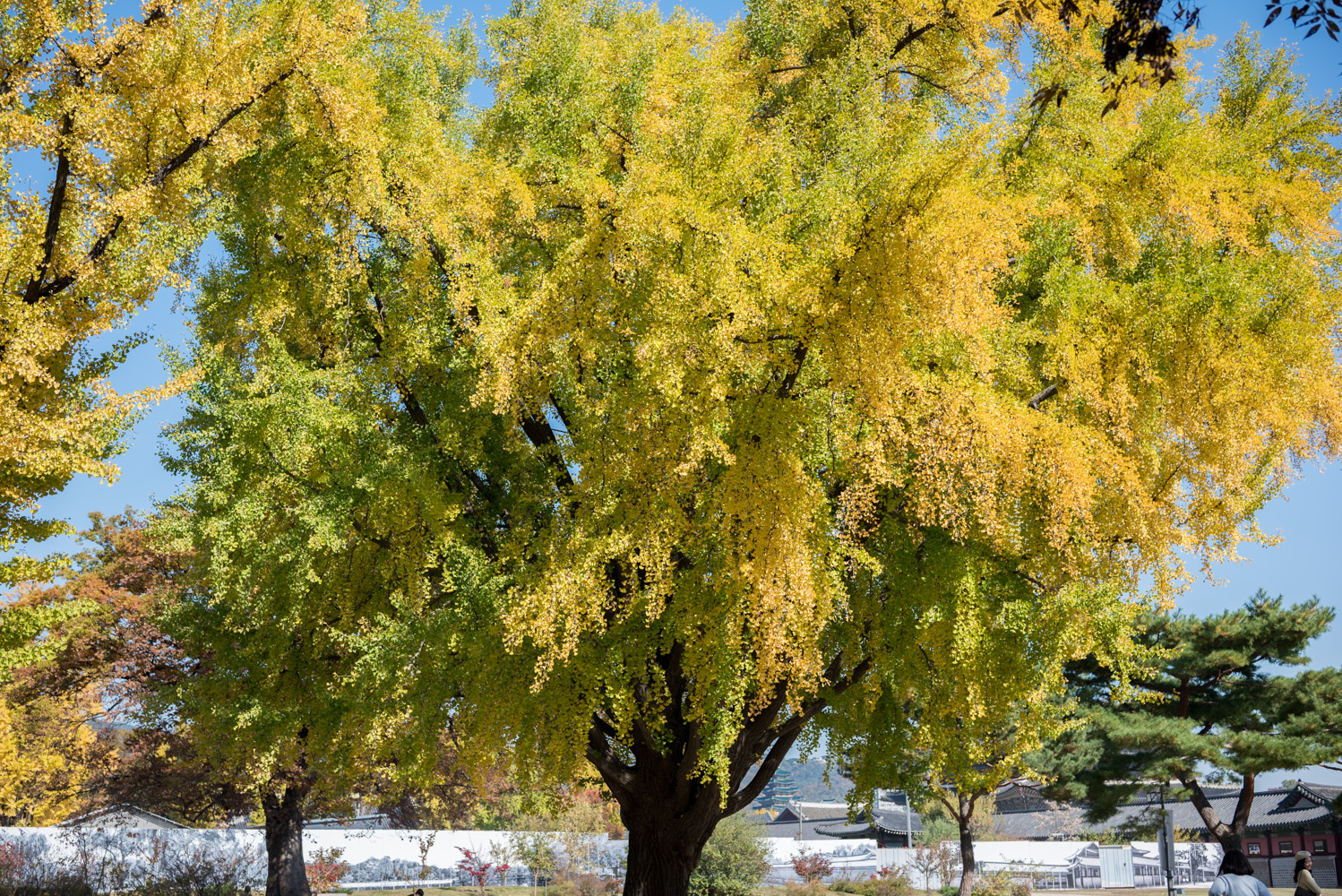 은행 단풍 맛집 경복궁 돌담길