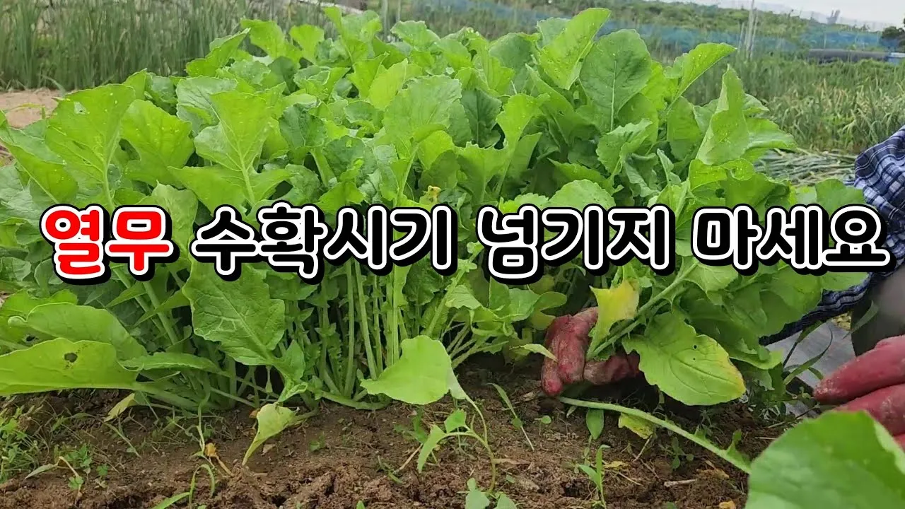 열무 재배 빠른 파종 잔털 제거 혼식 요령_2