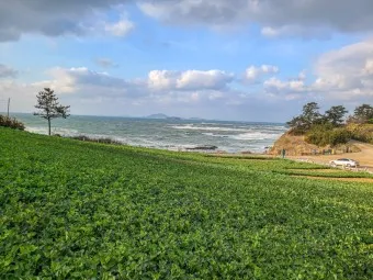 부안 수성당 유채꽃 히든스팟 개화시기_9