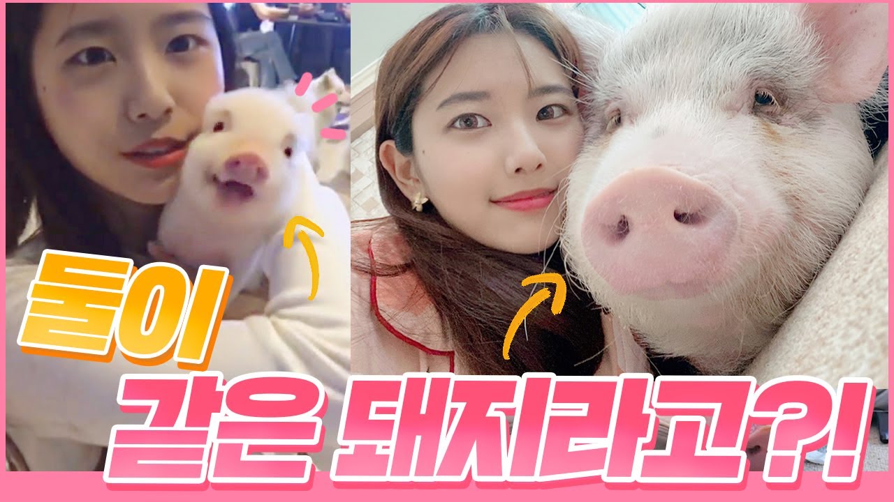 6개월 만에 90kg 증가 수상한 미니 피그 키우기