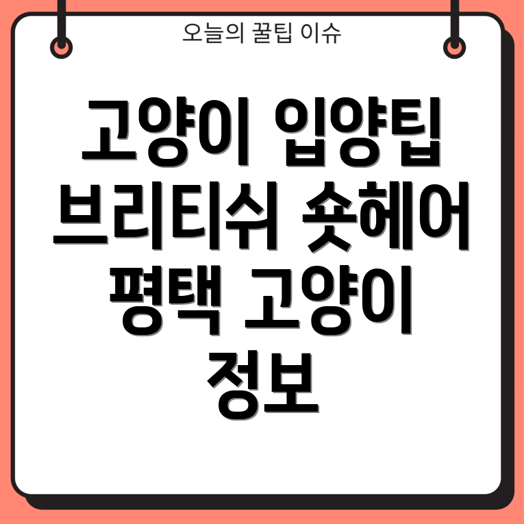 고양이 분양