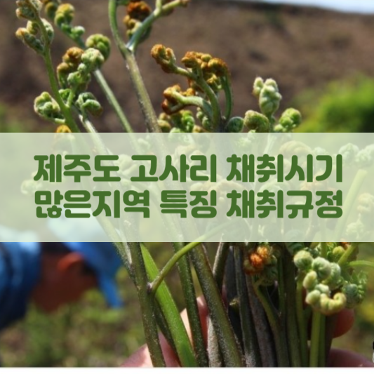 제주도 고사리