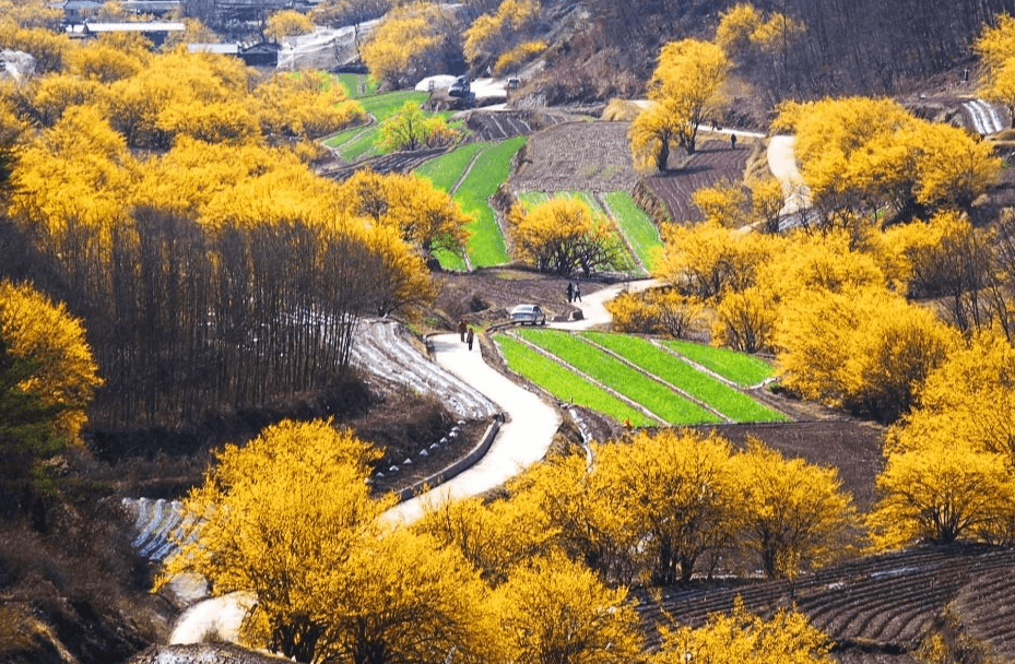 의성 산수유마을 꽃축제2025