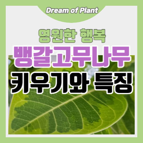 뱅갈고무나무 키우기와 특징 썸네일 이미지