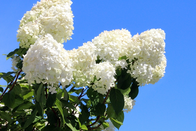 산수국과 나무수국