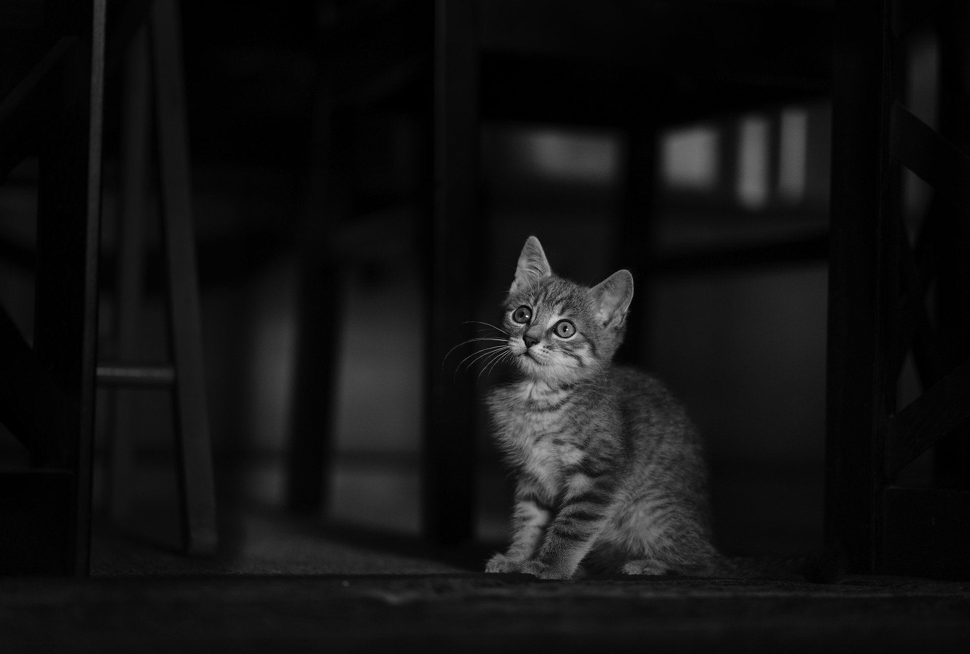 어휘 피사체