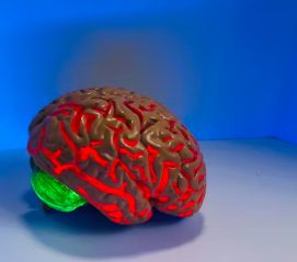 포스파티딜 세린 효능 음식 추천 부작용