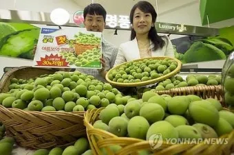 매실 재배 적과 타이밍 병충해 방제 수확 저장_6